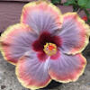 alikayfawcett